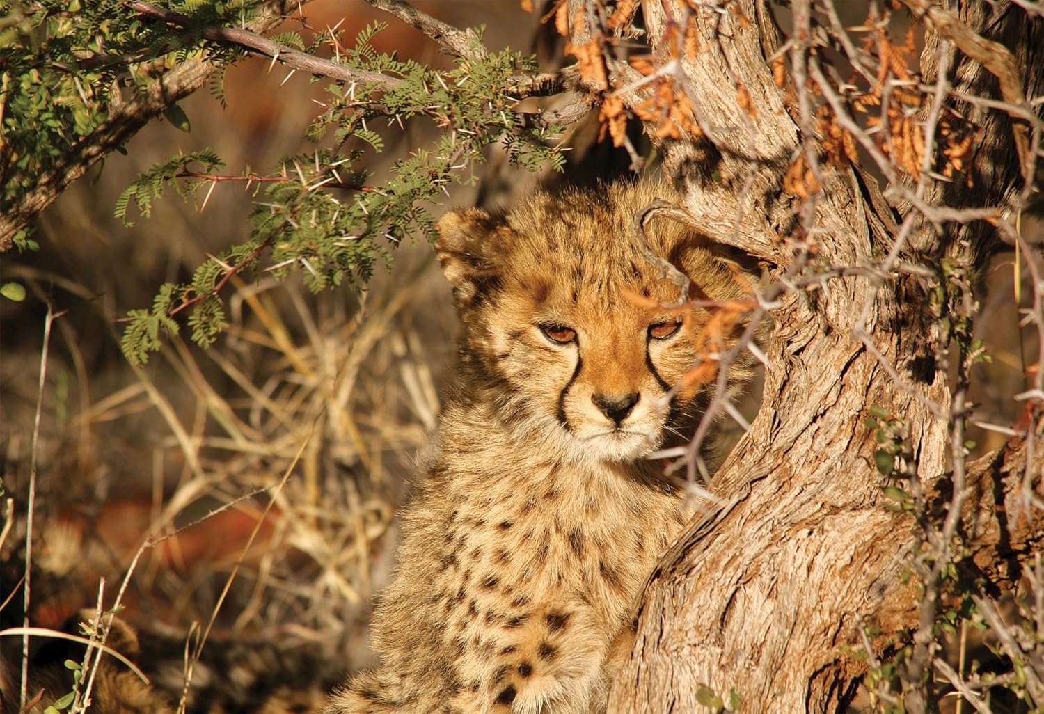 新しい到着 シーツ Links In Crib Seafoam B077ytqfyg Blue Sheetworld Made Fitted Portable Mini Sheet 並行輸入品 Usa 信頼 Dicksonhatfield Com