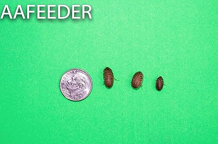 Amazon Com Small Dubia Roaches 3 8 And Under Meal Worms