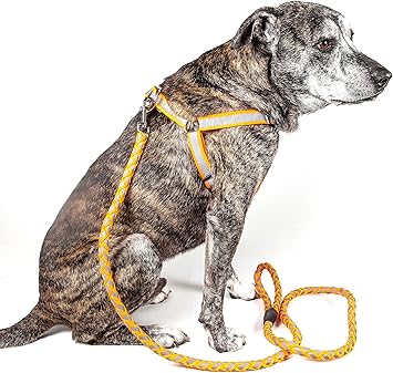 2 in 1 dog leash