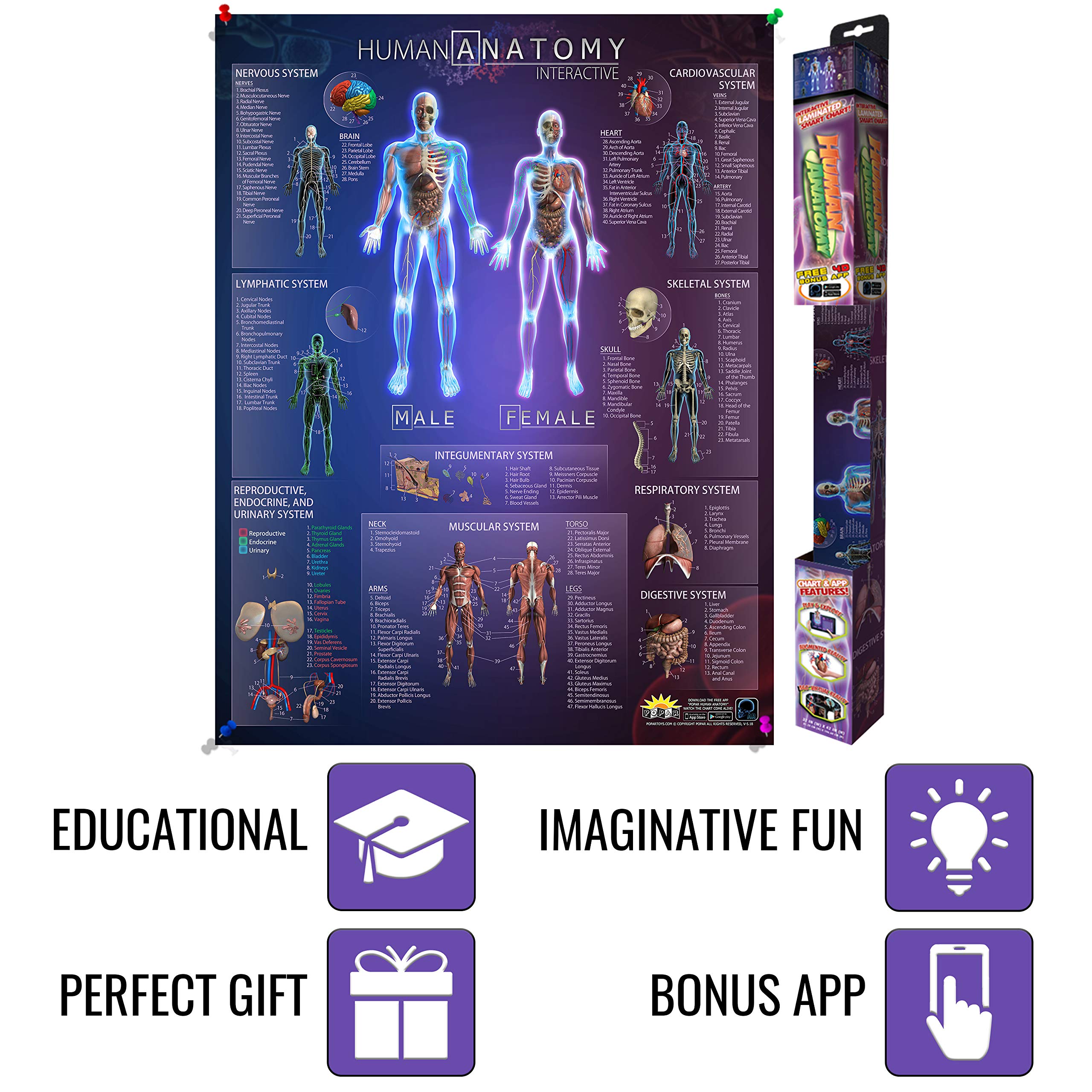 Mua Interactive Laminated Human Anatomy Chart for Kids – Included ...