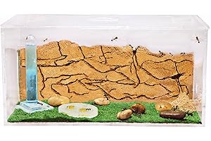 ANTHOUSE Sand Ant Farm - Educational formicarium for Live Ants