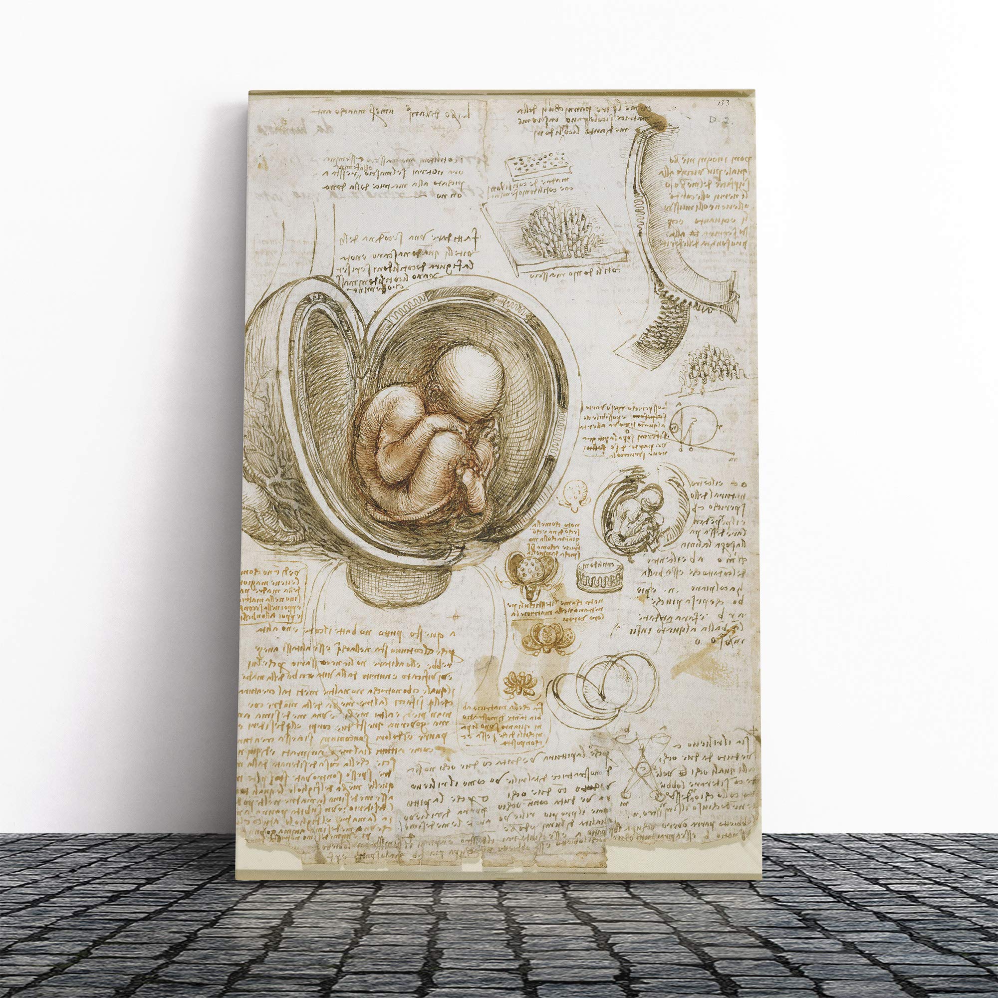 Leonardo Da Vinci Anatomy Canvas Print | Gallery Wrapped 30mm Frame Wall Art | 20x14 inches | Ready to Hang | Modern Picture | Living Room Bedroom Lounge Office
