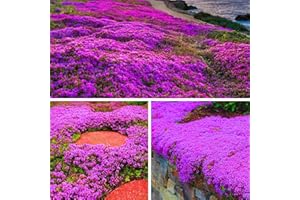 DICHMAG 15000+ Purple Magic Creeping Thyme Seeds for Planting Ground Cover Flowers Seeds- Non-GMO Thymus Serpyllum