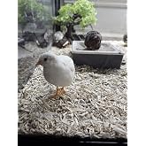 12ct (+ Extras) Exotic Button Quail Hatching Eggs Pittsburgh Quail &amp; Menzl Homestead NPIP Certified Flock AI/PT Clean