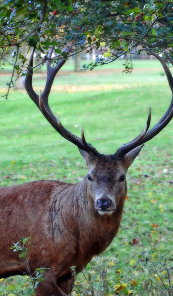 Amazon.com: deer antler Wallpaper – HD Wallpapers of deer antlers