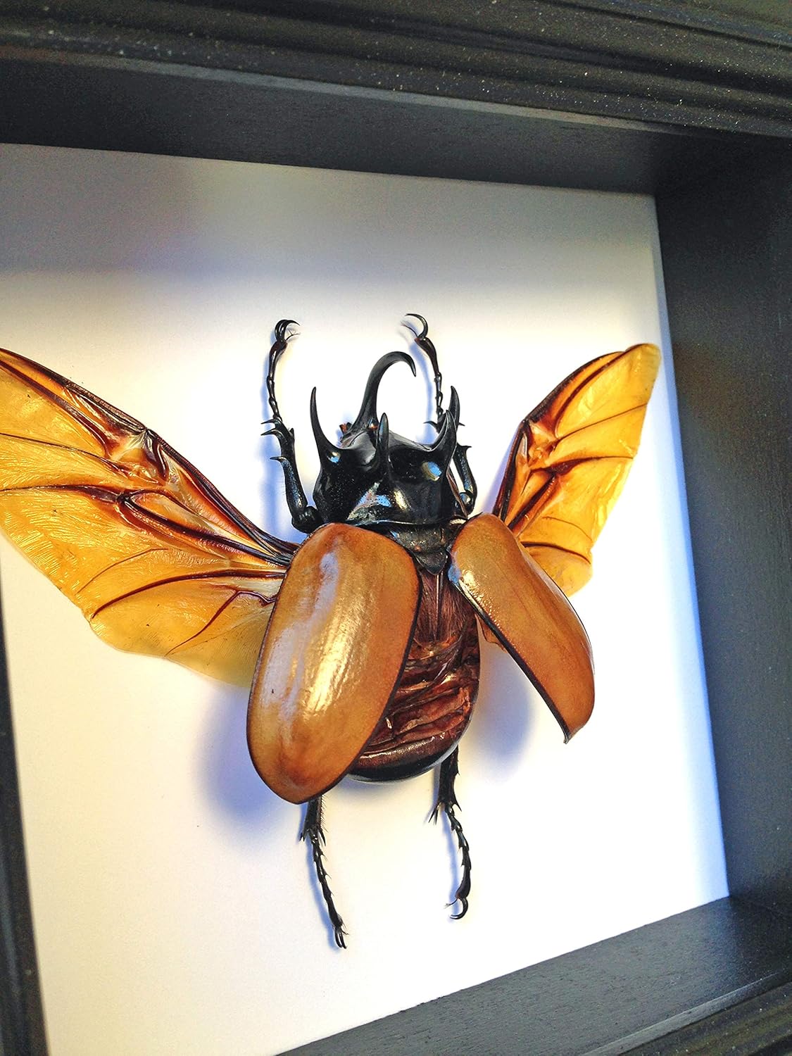 Real Beetle Insect Display Taxidermy Art Handmade