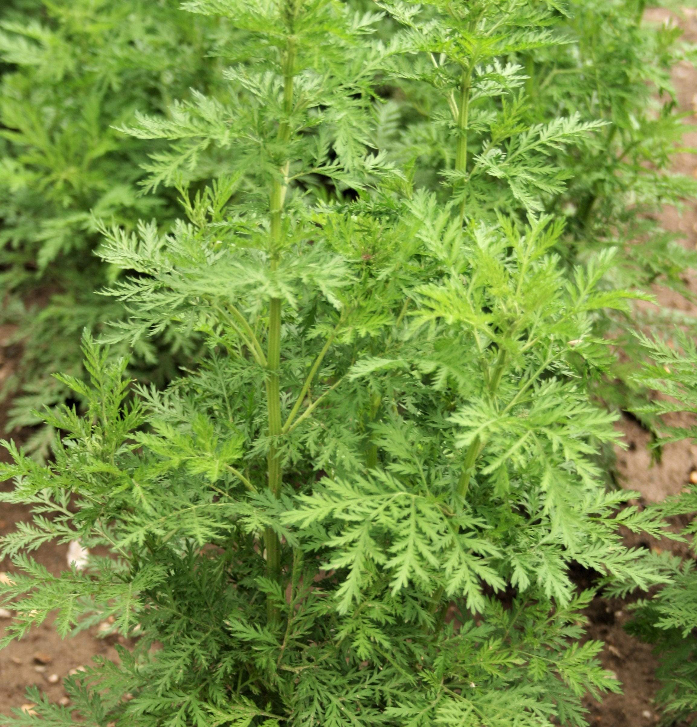 Photo 1 of KVITER 1000 Sweet Wormwood (Artemisia Annua) Heirloom Seeds Non GMO Organic Herbs - Sweet Annie Fragrant Herb Seeds, a.k.a Sagewort/Chinese Wormwood Seeds for Herb Garden, Outdoor & Indoor Gardening