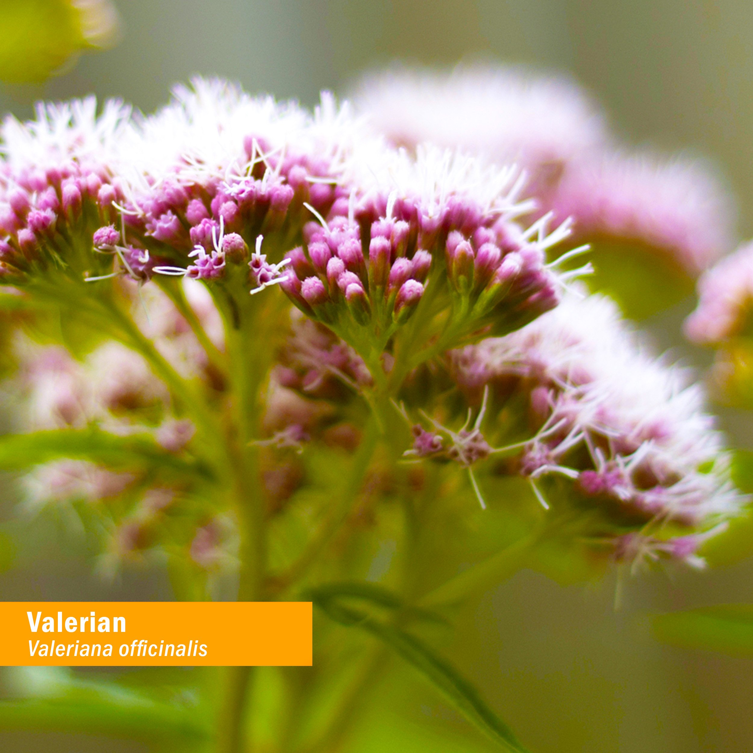 Herb Pharm Certified Organic Valerian Root Liquid Extract for Relaxation and Restful Sleep