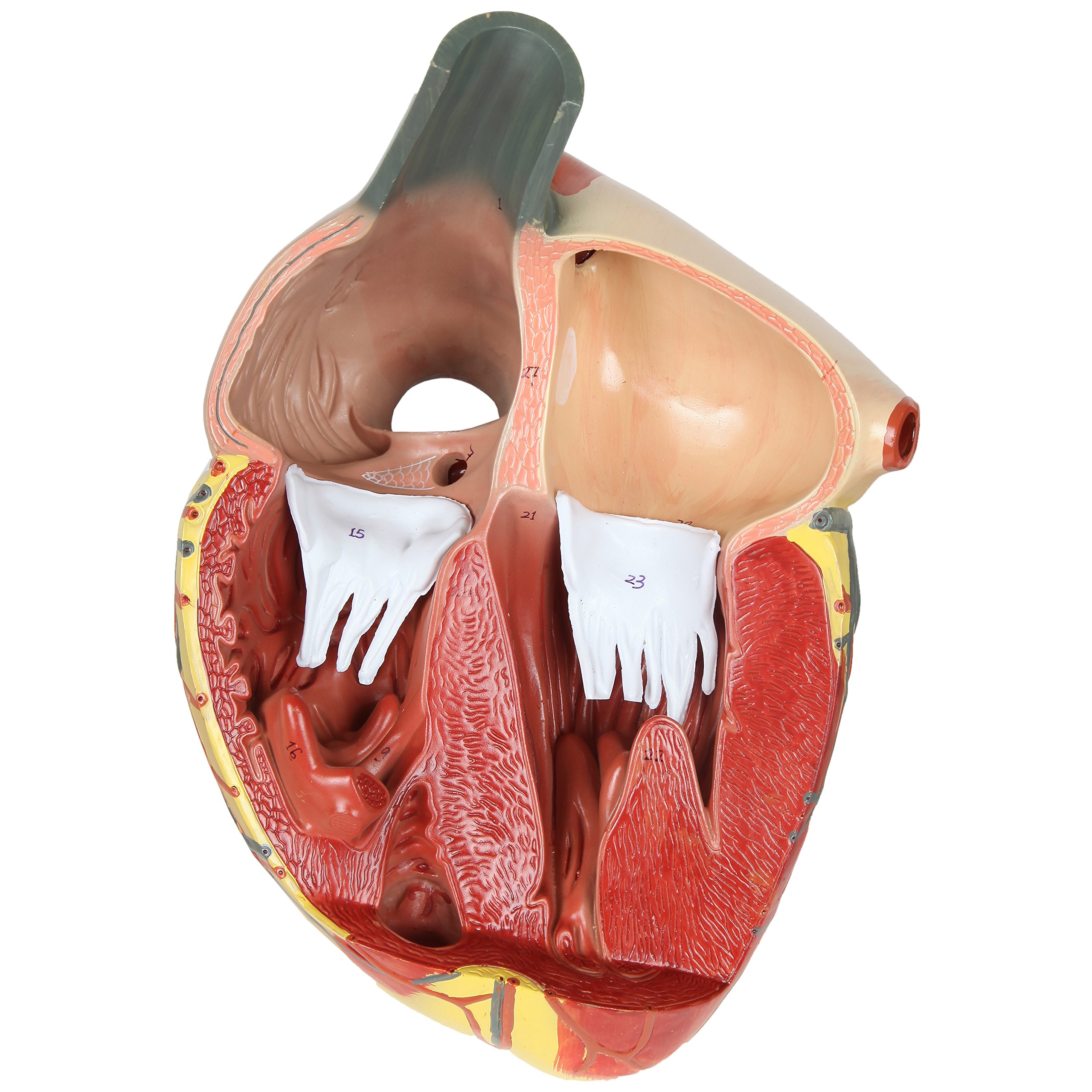 Large Human Heart Model, 3x Life-Size, 3-Part Numbered Anatomical Heart Illustrates 34 Internal Structures, Magnetically Connected, Includes Product Manual, Made by Axis Scientific