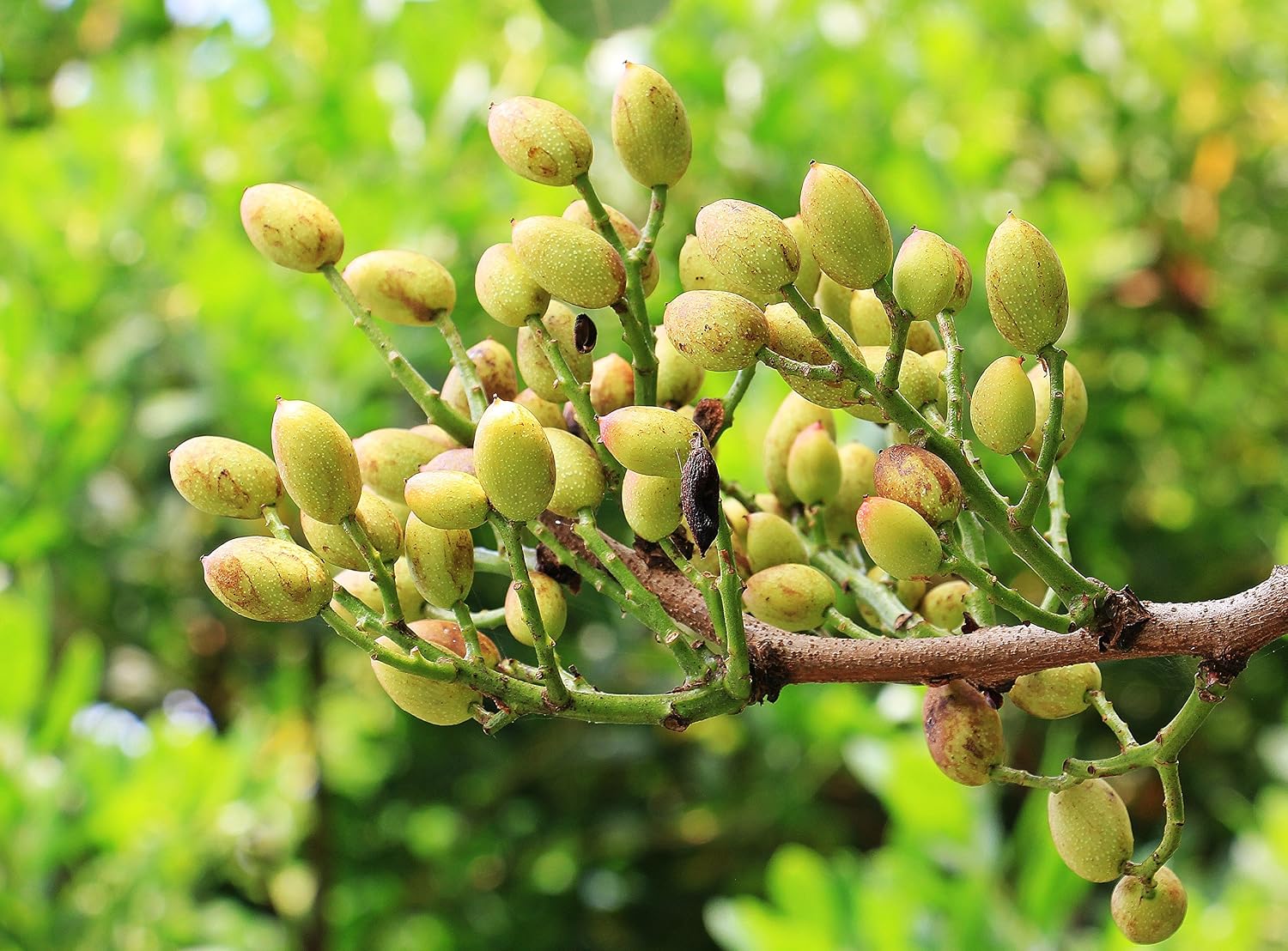 Pistacho Ecológico crudo sin sal añadida, cultivado en España ...