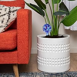 Blazin Self Watering Bulbs for Plants | Automatic