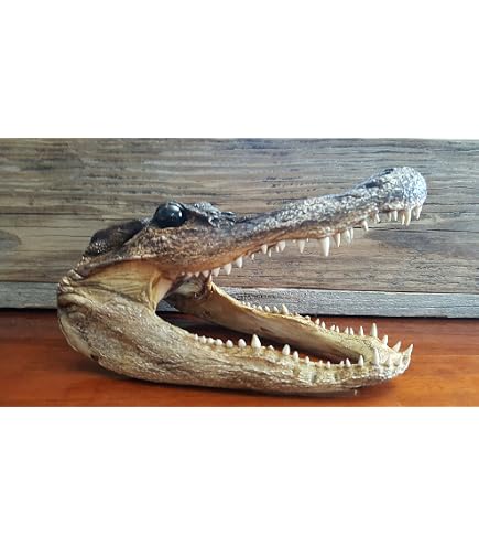 Amazon.com: Genuine Alligator Preserved Alligator Head (9-11 Amazon.com: Genuine Alligator Preserved Alligator Head (9-11