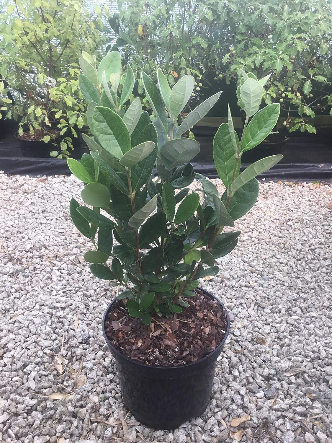 Acca Sellowiana (Feijoa) aka Pineapple Guava Shrub Amazon.co.uk