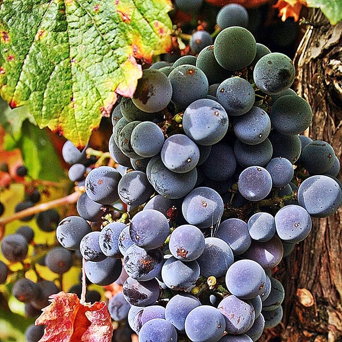 GRAPEVINE Black Hamburg 3L Amazon.co.uk Garden & Outdoors