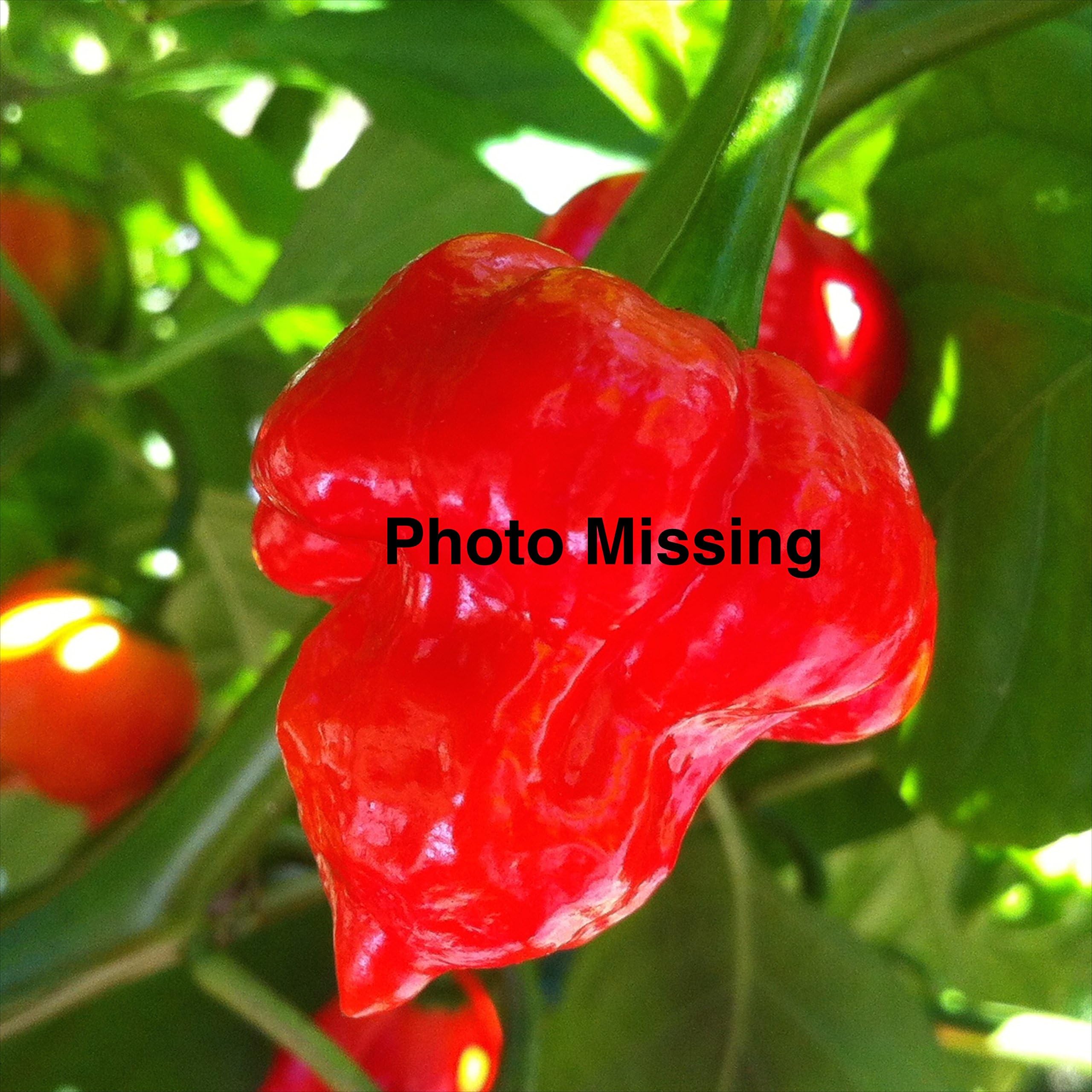 Wayland Chiles Organic Alma Paprika Chile Seeds