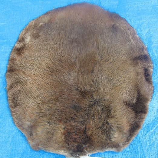 Professionally Tanned Beaver hide/fur/pelt Everything Else