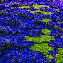 Amazon.com : 2000+ Rare Blue Creeping Thyme Seeds for Planting ...