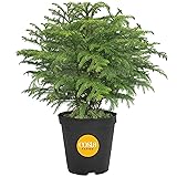 Costa Farms Live Christmas Tree, Small Norfolk