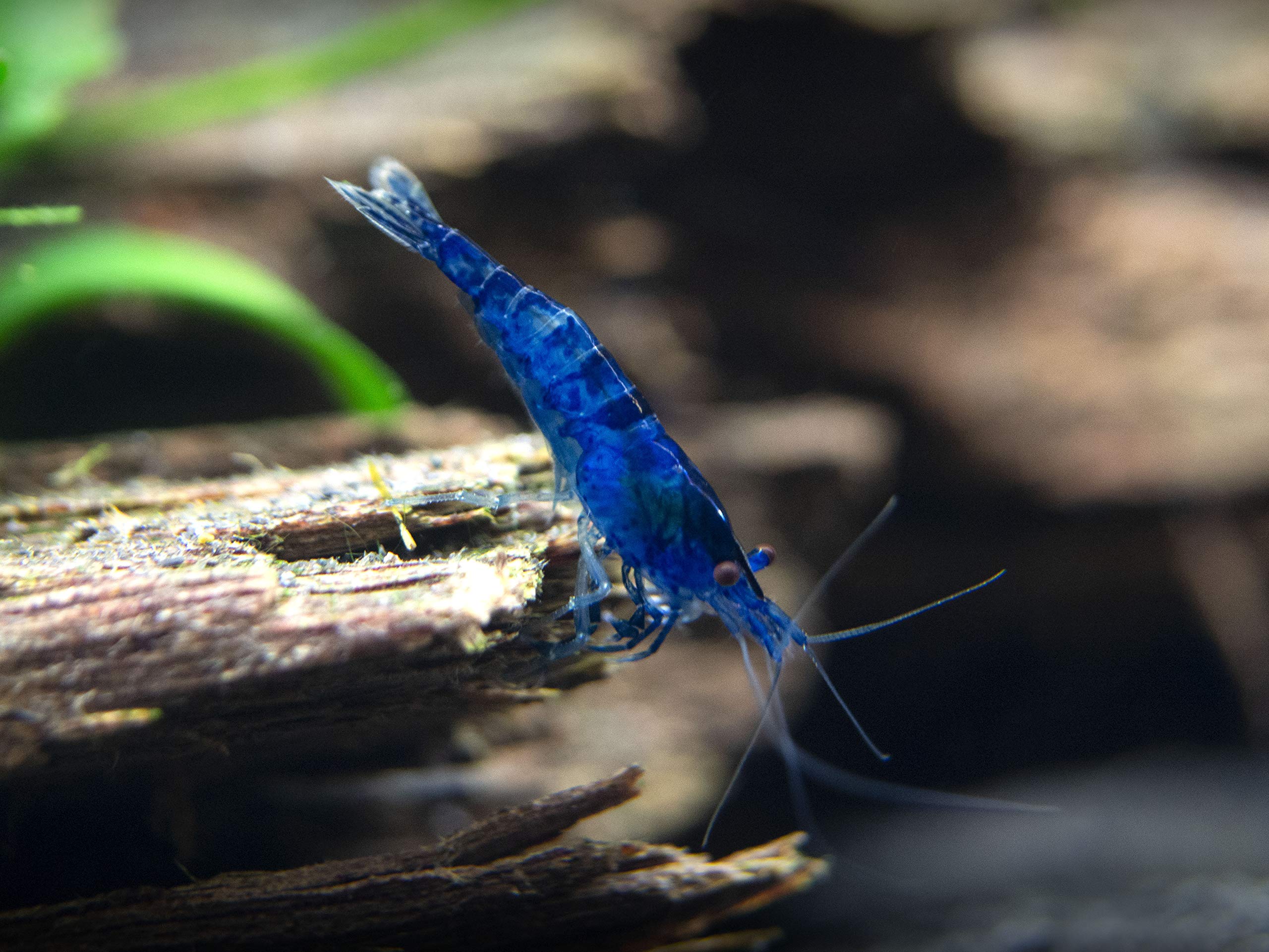 Aquatic Arts 5 Live Freshwater Dream Blue Velvet Shrimp (Neocaridina