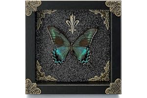 GDBEH Real Butterfly Framed Handmade - Taxidermy Butterfly Shadow Box - Real Framed Butterflies in a Box for Gothic Home Decor Aesthetic. (Green-Banded Queen Butterfly)