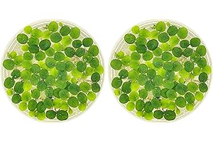 Water Spangle, Salvinia Minima, Live Aquarium/Aquatic/Freshwater/Floating/Pond Plant/Planted Tank/Aquascaping/Paludarium by Aquarium Plant Center (24 Plants, 120+ Leaves), Green