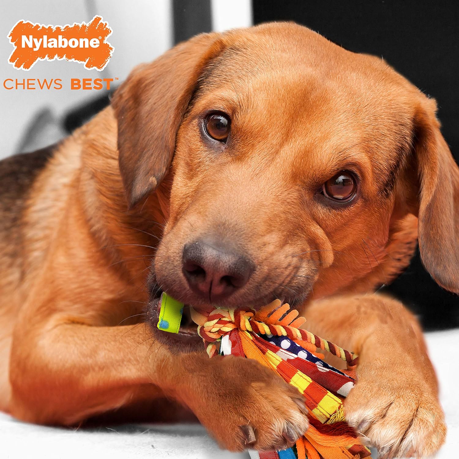 nylabone happy moppy