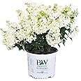Proven Winners - Hydrangea pan. Bobo (Panicle Hydrangea) Shrub, dwarf form with white flowers, #3 - Size Container