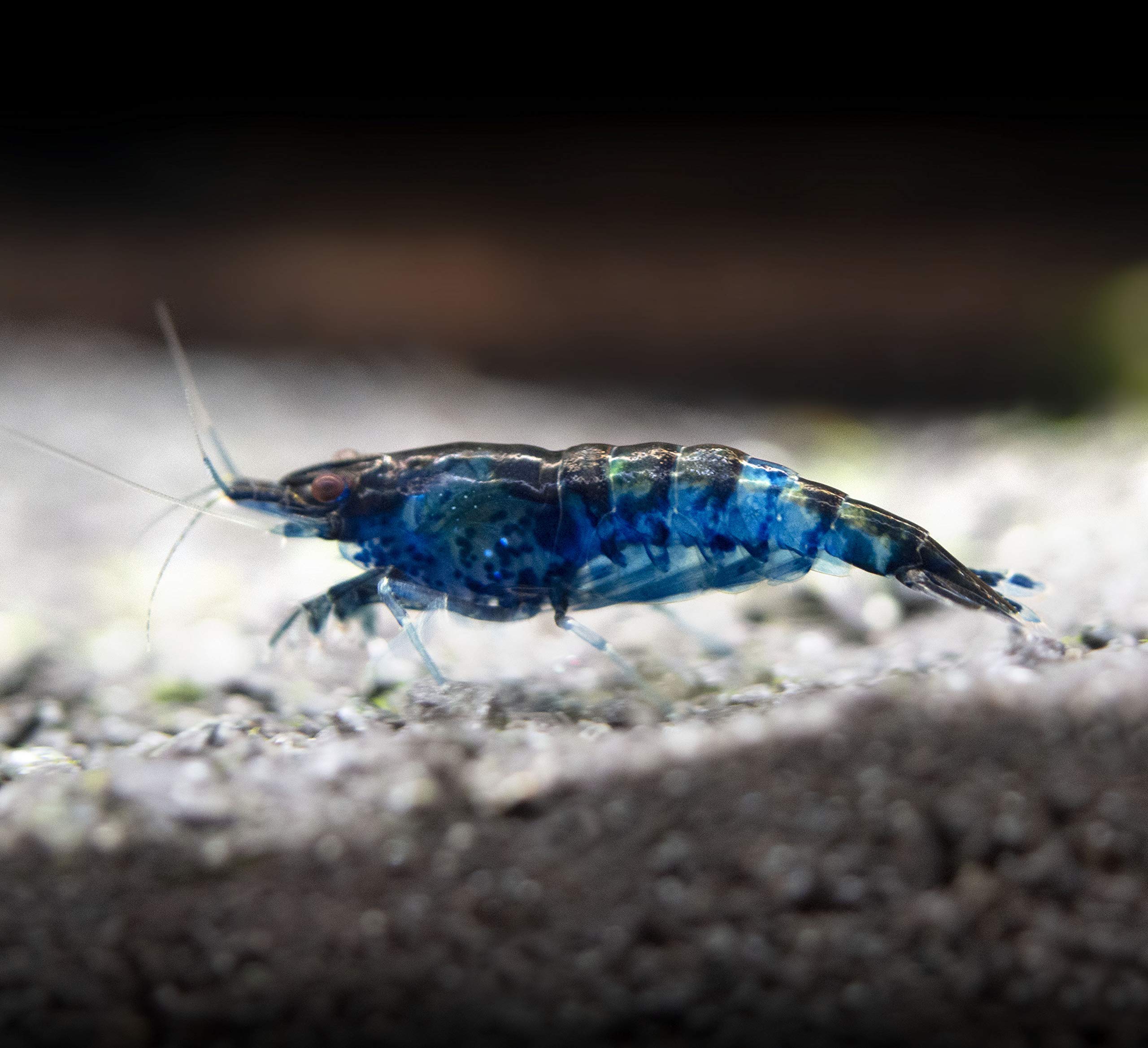 Aquatic Arts 5 Live Freshwater Dream Blue Velvet Shrimp (Neocaridina