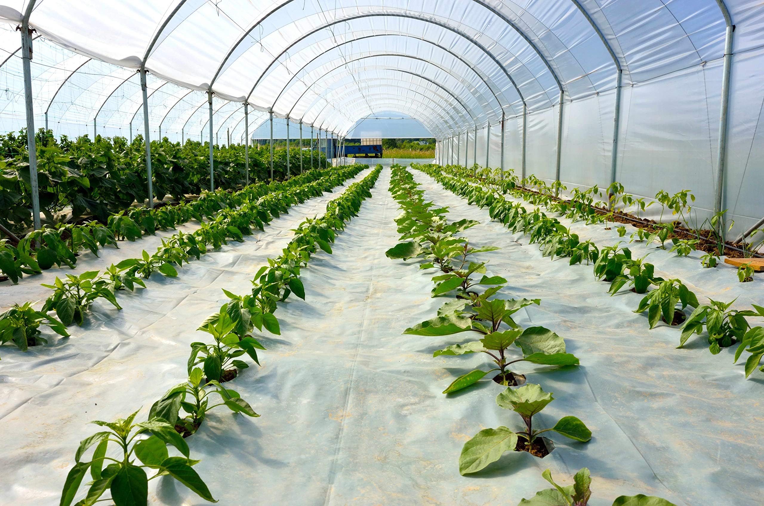 Suncover Greenhouse Plastic Film Clear Polyethylene 6 mil 4 Year UV Resistant Cover (24 ft Wide x 50 ft Long)