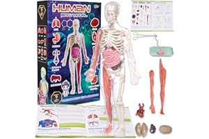 Gaelen Human Body Model for Kids: Glow in The Dark Bones Interactive Science Kit-32 Piece Anatomy Toy kit for STEM Education