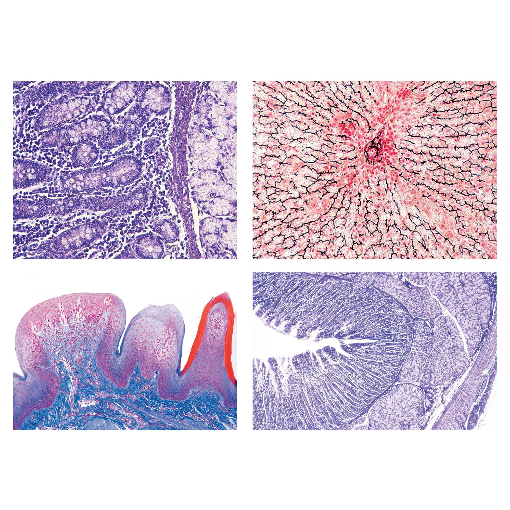 3B Scientific Biology Microscopy Micropräparate Series_ Breathing and Circulatory System