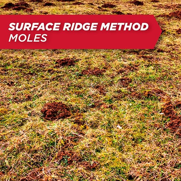 AMDRO AMDRO MOLE AND GOPHER AMDRO MOLE & GOPHER BAIT, CLEAR