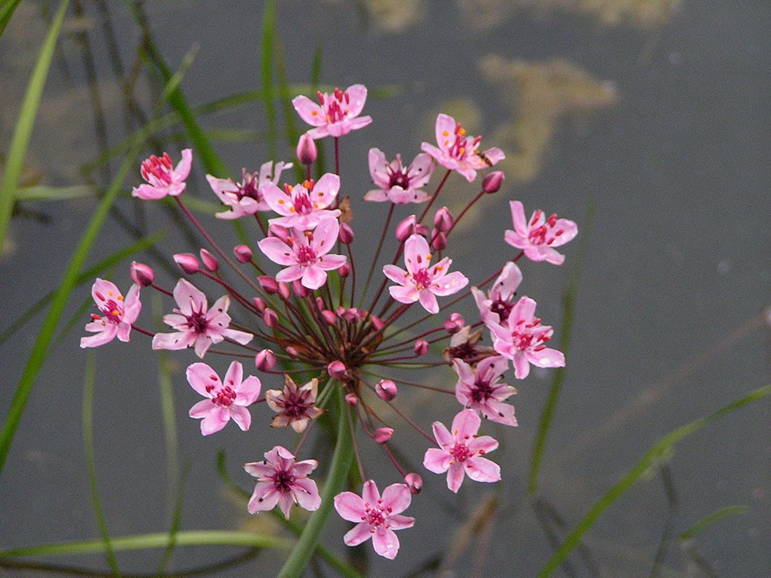 Butomus umbellatus (Flowering Rush) Marginal Pond Plants Pond