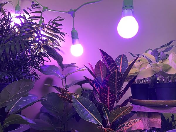 MIRACLE LED KITCHEN GARDENER 3-SOCKET LED GROW LIGHT BULB KIT WITH RED & BLUE SPECTRUM HI-YIELD MULTI-PLANT BULBS REPLACING 150W (6-PACK) 6 3FT CORDS, 18 BULBS