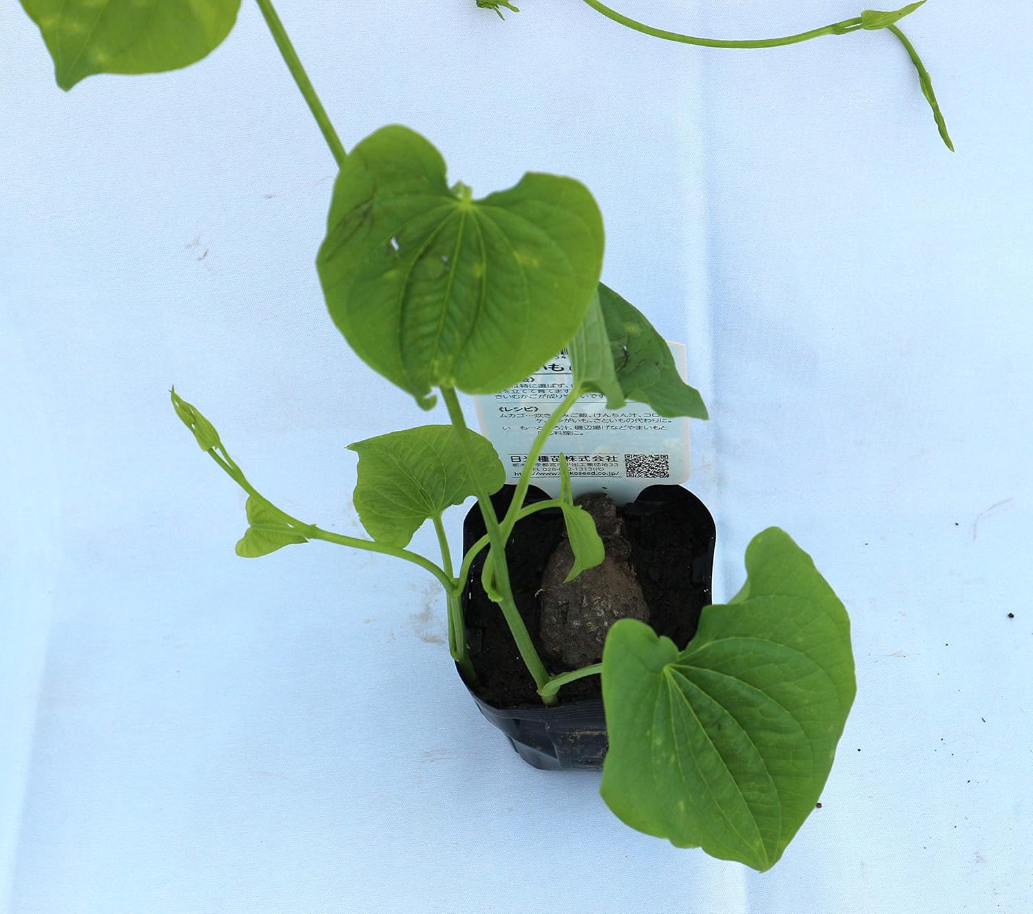 Amazon 宇宙イモ エアーポテト 9cmポット苗 2個セット 宇宙イモやエアーポテトと呼ばれてるものは 東南アジア原産とされるヤマノイモ科の一種で その蔓にできるムカゴを指します ヤマノイモ科と言えば一般的な長芋や自然薯などもその仲間で 蔓にムカゴを沢山付け