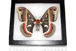 BicBugs Hyalophora cecropia Female Real Framed Moth USA