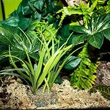 Komodo Jungle Canopy Reptile Terrarium Plant 1 Count view 6