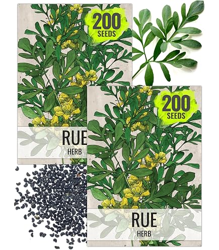 Amazon.com : The Gardening World 100 Green SHISO Seeds Authentic