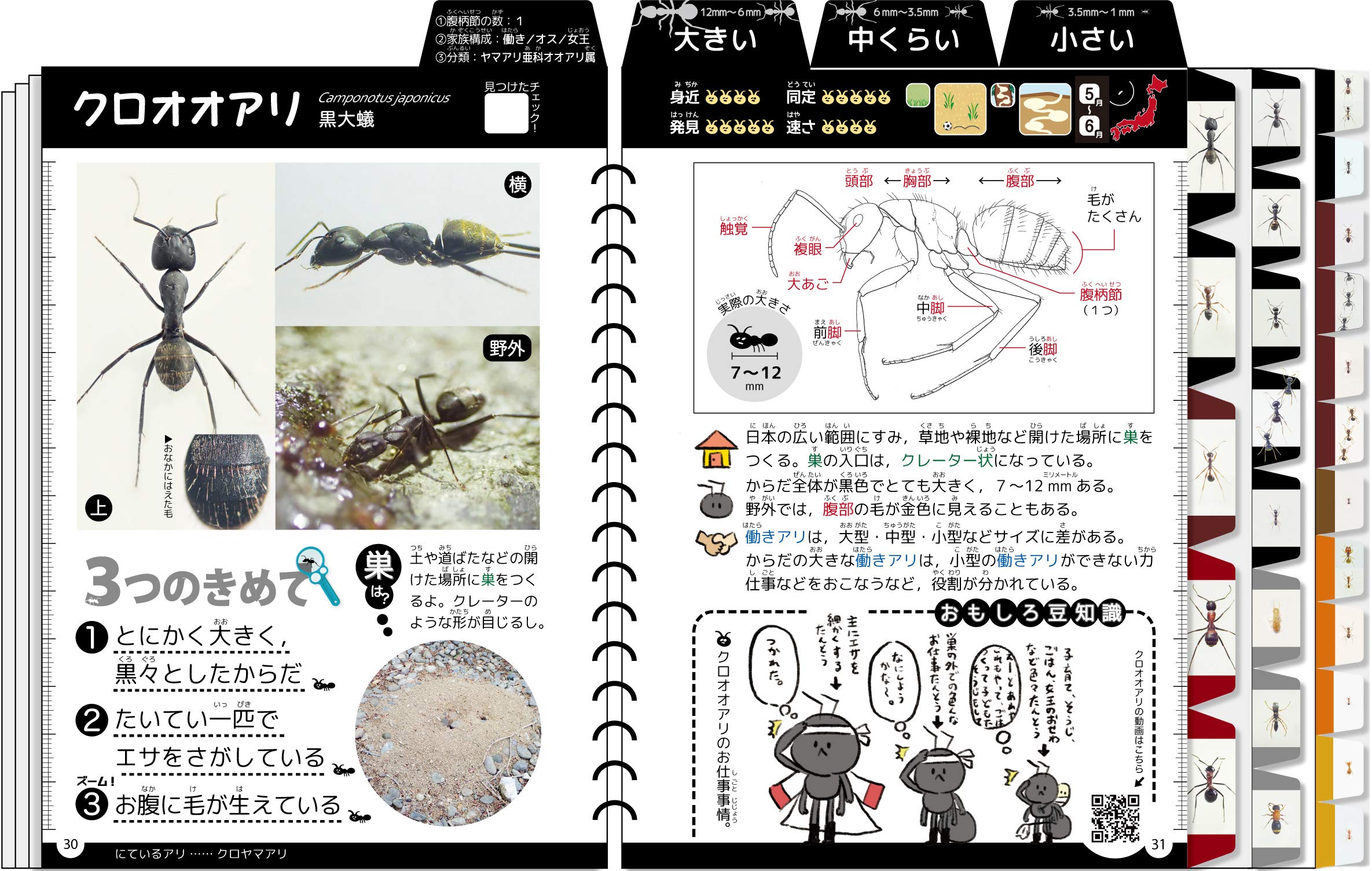 身近なアリけんさくブック 大きさ 色 3つのきめてで調べる 吉澤 樹理 みぞぐちともや 川島 逸郎 本 通販 Amazon