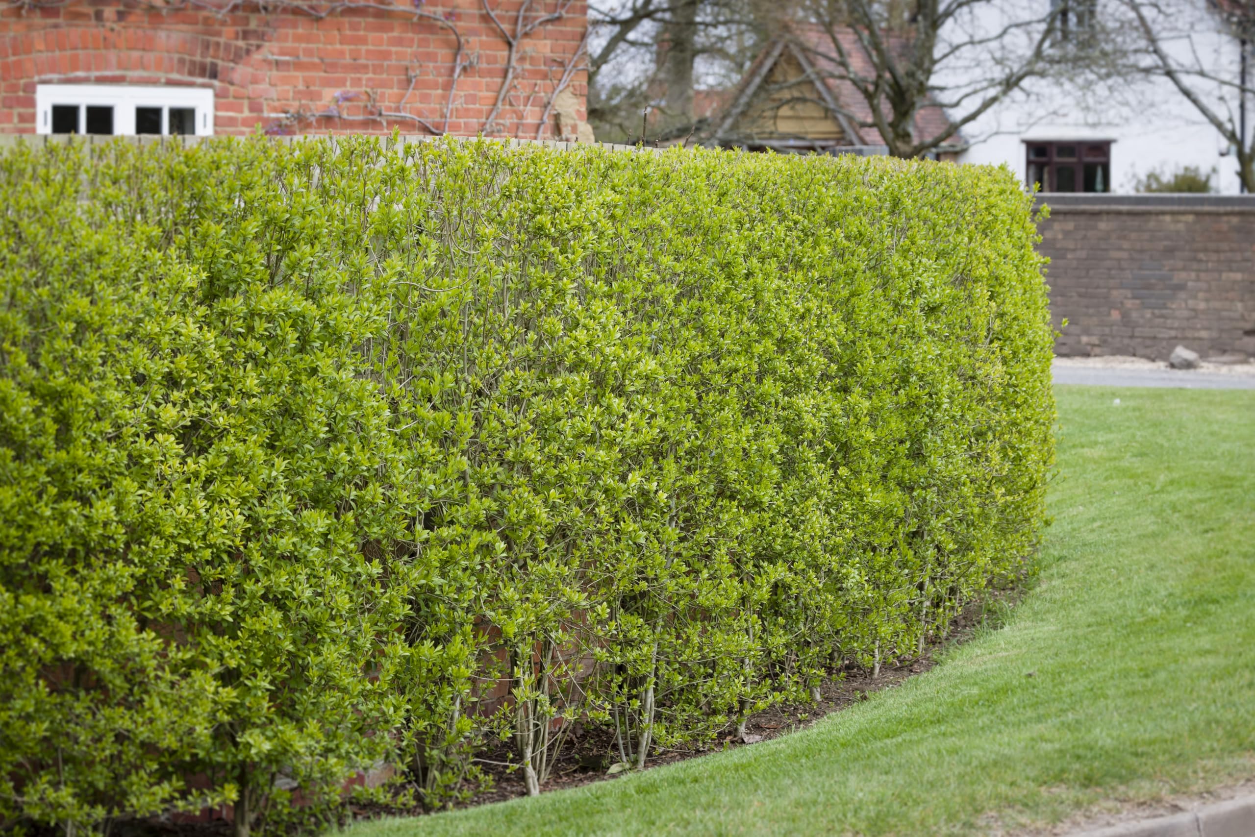 250 X 40-60CM LIGUSTRUM OVALIFOLIUM Green Privet Bare Root Hedging Plants