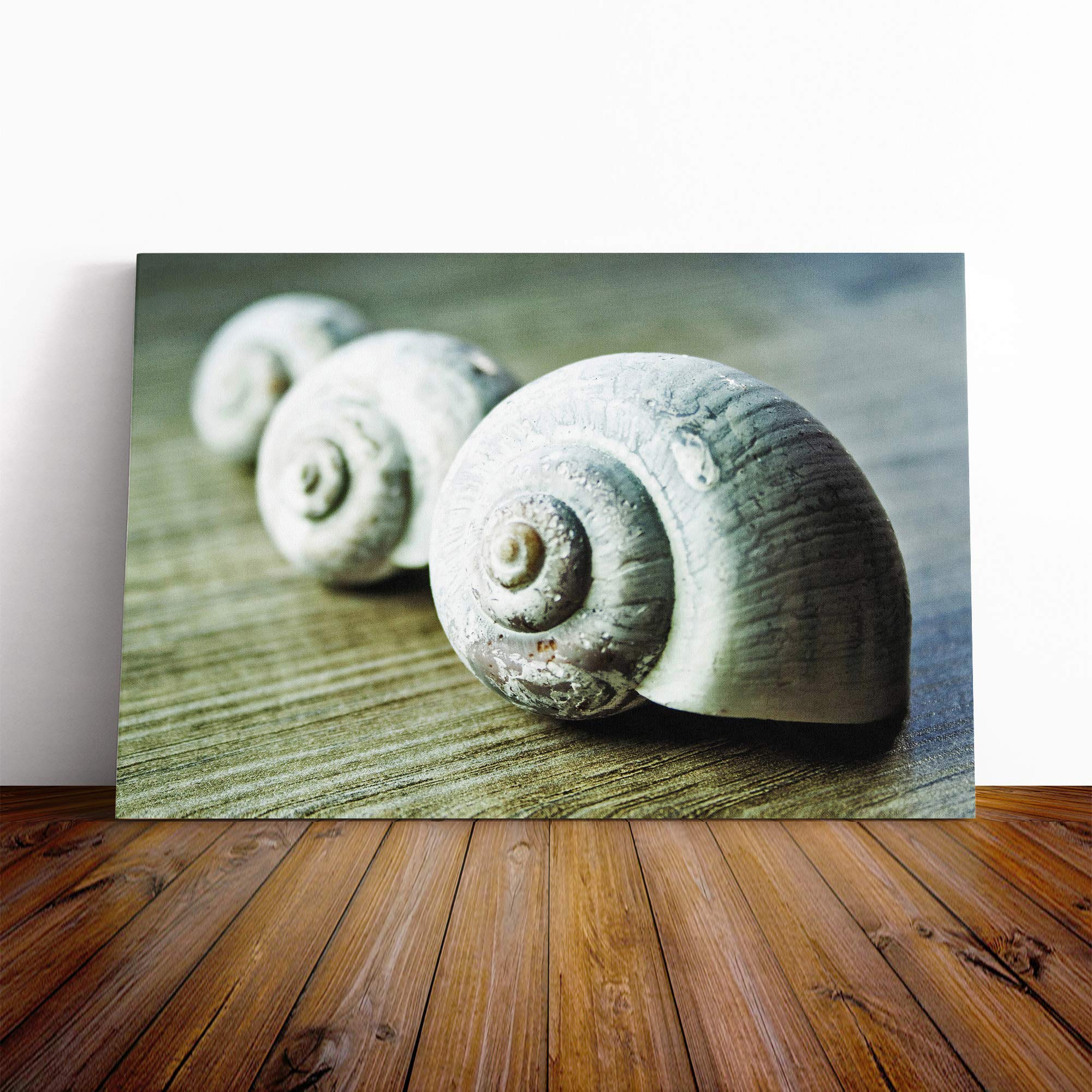 Snail Shells Canvas Print | Gallery Wrapped 30mm Frame Wall Art | 20x14 inches | Ready to Hang | Modern Animals Picture | Living Room Bedroom Lounge Office