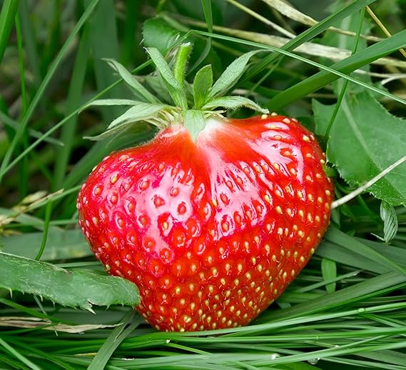 Fort Laramie Everbearing Strawberry PlantsCertified