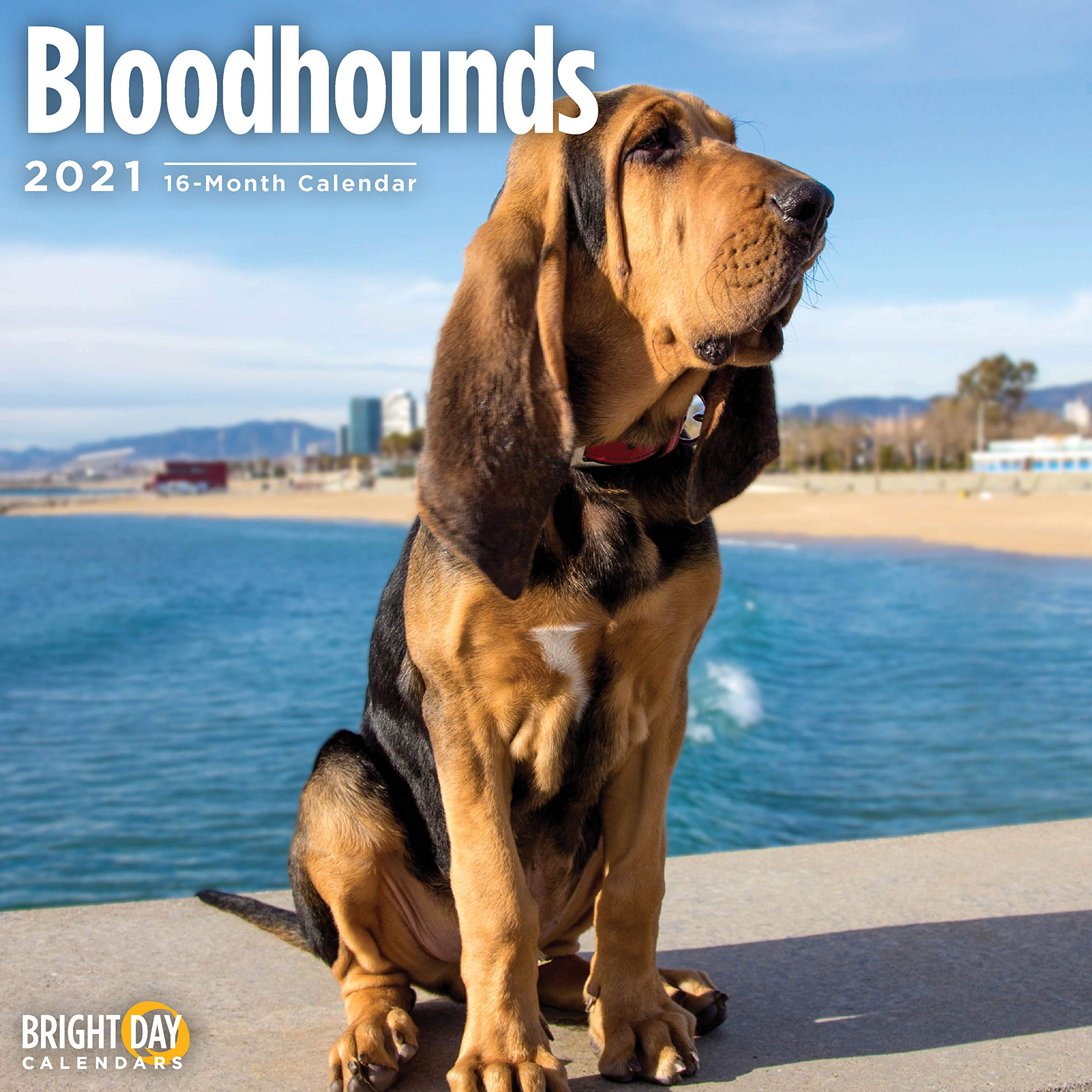 2021 Bloodhounds Wall Calendar By Bright Day 12 X 12 Desertcart