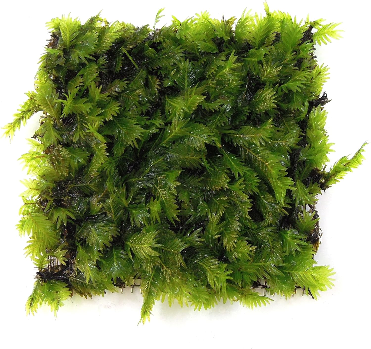 Best low light aquarium plants carpet