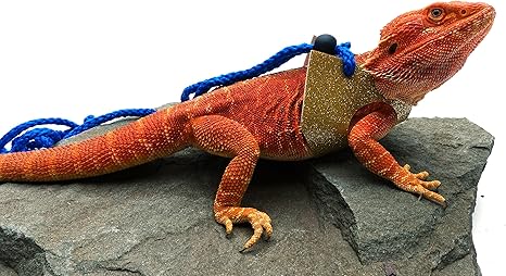 collared lizard pet