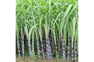 QAUZUY GARDEN 100 Sugar Cane Plant Seeds, Heirloom & Non-GMO Tall Perennial Sweet Juicy Fruits Low Maintenance Great Gardening Gift Outdoor Garden Planting