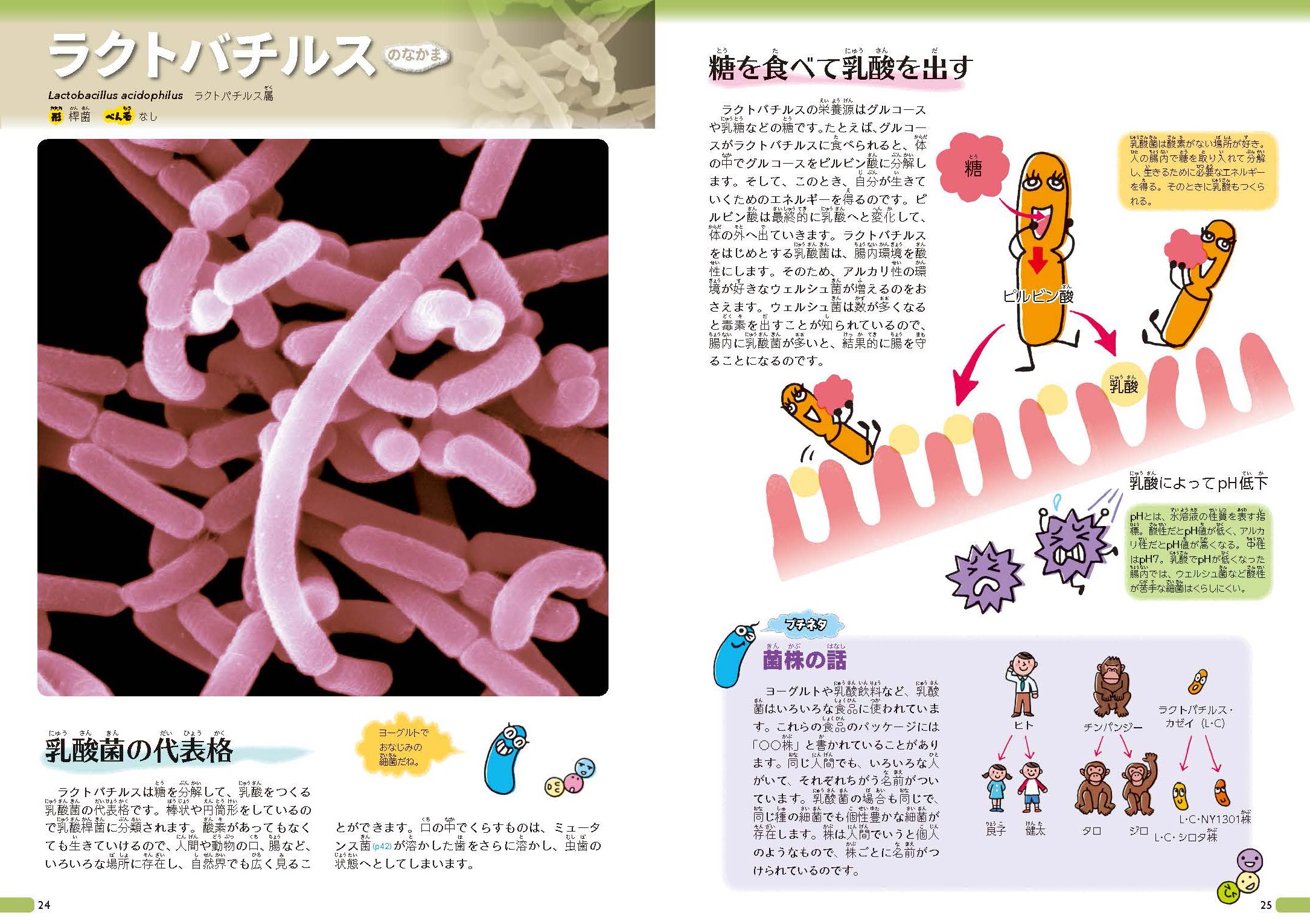 細菌 ずかん 鈴木 智順 本 通販 Amazon