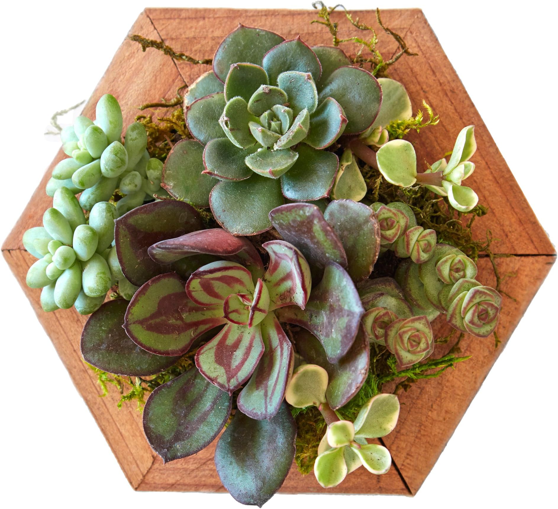 Succulent Gardens Single Succulent Planter - 4" Hexagon, 4" Diameter, Multi-Colored