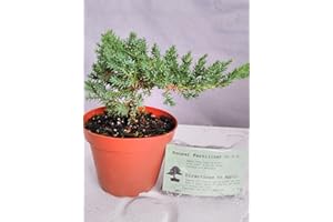 JM BAMBOO Japanese Juniper Bonsai Starter Tree - 4" pot - Juniperus procumbens 'Nana'+Bonsai Fertilizer Slow Release By-jmbamboo