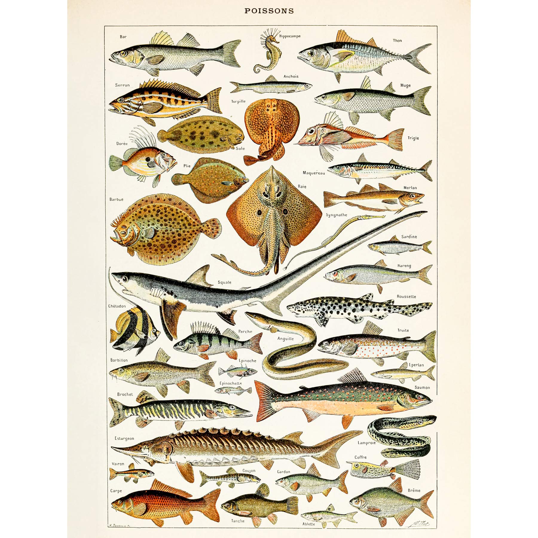Artery8 Millot Encyclopedia Page Fish Shark Ray Large Wall Art Poster Print Thick Paper 18X24 Inch